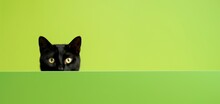 Funny Black Cat Peeping From Behind A Vibrant Green  Block, Horizontal Wallpaper, Large Copy Space For Text. 