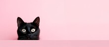 Funny Black Cat Peeping From Behind A Vibrant Pink  Block, Horizontal Wallpaper, Large Copy Space For Text. 