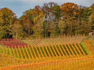 Sticker - Weinberge im Herbst