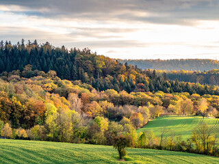 Wall Mural - Herbstlich gefärbte Bäume im Mischwald