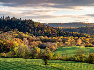 Wall Mural - Herbstlich gefärbte Bäume im Mischwald