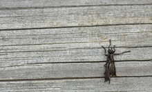 Couple Robber Flies (Asilidae) On A Wooden Plank