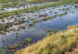 Fototapeta  - terre innondée,innondation,pluie,humide,récolte,agriculture,terre,plantation,dégastre,catastrophe,réchauffement climatique,climat, récolte,campagne,nature,plein cadre,personne