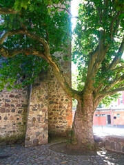 Wall Mural - Der Plantanenbaum am Stadt Tor