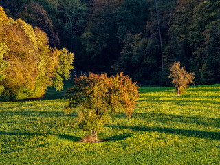 Wall Mural - Herbstlich gefärbte Bäume im Mischwald