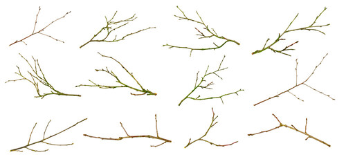 Wall Mural - dry twig on white isolated background