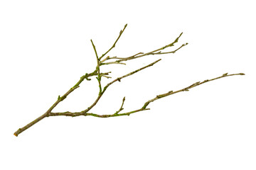 Wall Mural - dry twig on white isolated background