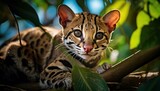 A Curious Ocelot Cat Perched on a Majestic Tree Branch