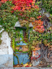 Wall Mural - Herbstlich gefärbter Wilder Wein an der Fassade