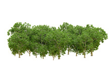 Green Forest Isolated On Transparent Background. 3d Rendering - Illustration