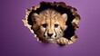 © Oleg - a baby cheetah peeks out of a hole in a purple wall with a purple background and a purple wall with a purple wall and purple wall with a cheetah cheetah.