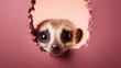  a baby meerkat peeks out of a hole in a pink wall with its head sticking out and eyes wide open, with a pink wall in the background.
