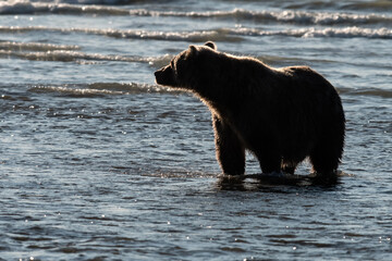 Wall Mural - Brown bear (Ursus arctos) fishing along the coast; Lake Clark NP; Alaska