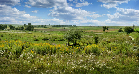 Wall Mural - rural landscape in summer, pastures, grasses with flowers and sky with clouds