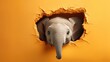  a baby elephant peeks its head out of a hole in a yellow wall with its trunk sticking out and it's head sticking out of a hole in the wall.