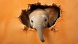  a baby elephant peeks its head out of a hole in an orange wall with its trunk sticking out and it's head sticking out of a hole in the wall.