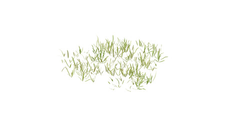Fototapete - bunches of grass on a transparent background. 3d rendering.