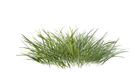 Fototapete - Bunches of grass on a transparent background. 3D rendering.