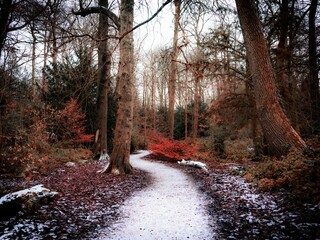 Canvas Print - Snowy path in the park with high autumn trees in the winter