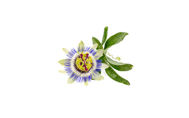 Sticker - Passiflora incarnata on the white background