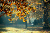 Fototapeta Do pokoju - Krajobraz jesienny w parku i poranne miłe światło, Żywiec, Polska