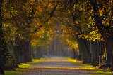 Fototapeta Fototapety do pokoju - Krajobraz jesienny w parku i poranne miłe światło, Żywiec, Polska