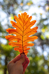 Poster - Autumn leaf swirl in hand and shining sun rays in the autumnal branches of trees in forest, fall season inspiration