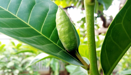 Poster - Fresh yellow banana, ripe and organic, on green leaf background generated by AI