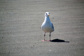 Wall Mural - seagull on the beach