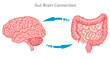 Gut brain connection, axis. Small large intestine signals enteric, nervous system. Our gut sensor is connected to the vagus nerve. Serotonin production. Illustration vector