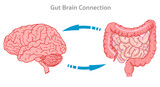 Fototapeta  - Gut brain connection, axis. Small large intestine signals enteric, nervous system. Our gut sensor is connected to the vagus nerve. Serotonin production. Illustration vector