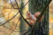 Cute squirrel shaking his head with floppy ears sitting in a tree on a beautifully colored autumn day. Cute animal snapshot