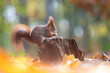 Red squirrel eating seeds on a stump in the woods on a sunny autumn day. Creamy bokeh. Wild animal in natural environment.