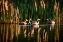 A Family Of Ducks Wading Through The Reeds Of A Serene Wetland Pond