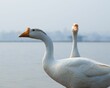 Closeup of white Chinese geese, Anser cygnoides domesticus.