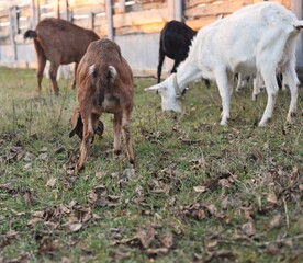 Wall Mural - goat and calf