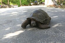 Giant Turtle On A Cement Road Under The Sunlight