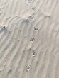 Sea gull tracks in the sand of a beach on the island of Texel in the Netherlands, animals footprints, bird traces 