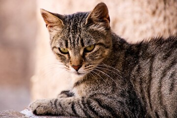 Wall Mural - Closeup of a domestic cat sitting on the ground