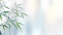 An Ethereal Scene Of A Bamboo Gentle Light Background With A Tranquil And Calming Atmosphere. Soft White Bamboo Stalks Are Gently Lit By A Diffused Light From The Window, Creating A Serene