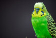 © Lukasz Czajkowski - close-up of budgerigar (Melopsittacus undulatus) isolated