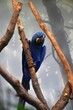 Vertical low angle shot of a hyacinth macaw perched on a tree branch