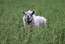 Closeup Shot Of A Black And White Teeswater Sheep Looking At The Camera In A Green Field