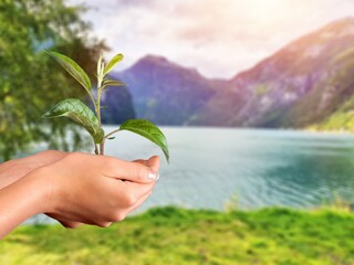 Poster - Woman hands hold green plants for earth day