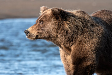 Wall Mural - Brown bear (Ursus arctos) fishing along the coast; Lake Clark NP; Alaska
