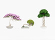 © Kuan - Set chinese bonsai tree isolated on white background
