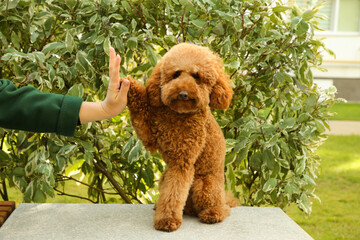 Cute dog giving high five to woman outdoors, closeup