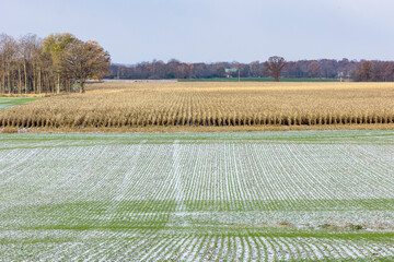 Wall Mural - Winter wheat field with snow and an unharvested field of corn. 