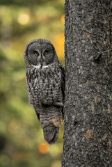 Wall Mural - Great grey owl in the Canadian Rockies