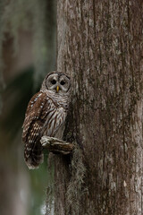 Wall Mural - A barred owl in Everglades National Park, Florida 